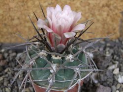 Gymnocalycium armatum LH1431 Pajcho centro, Tarija, pot 5,5 cm