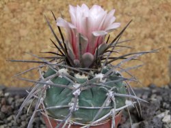 Gymnocalycium armatum LH1431 Pajcho centro, Tarija, pot 5,5 cm - 12408452