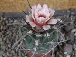 Gymnocalycium armatum LH1431 Pajcho centro, Tarija, pot 5,5 cm - 12408453