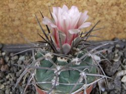 Gymnocalycium armatum LH1431 Pajcho centro, Tarija, pot 5,5 cm - 12408454