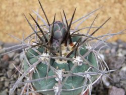 Gymnocalycium armatum LH1431 Pajcho centro, Tarija, pot 5,5 cm - 12408455