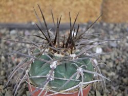 Gymnocalycium armatum LH1431 Pajcho centro, Tarija, pot 5,5 cm - 12408456
