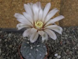 Gymnocalycium berchtii Chaňares, San Luis, pot 5,5 cm - 12408457