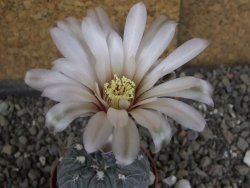 Gymnocalycium berchtii Chaňares, San Luis, pot 5,5 cm - 12408458