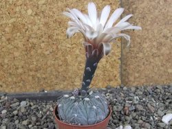 Gymnocalycium berchtii Chaňares, San Luis, pot 5,5 cm