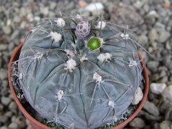 Gymnocalycium berchtii Chaňares, San Luis, pot 5,5 cm - 12408460