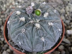 Gymnocalycium berchtii Chaňares, San Luis, pot 5,5 cm - 12408461