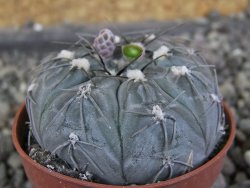 Gymnocalycium berchtii Chaňares, San Luis, pot 5,5 cm - 12408462