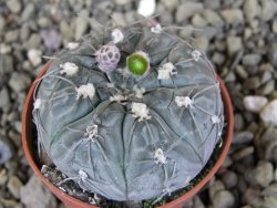 Gymnocalycium berchtii Chaňares, San Luis, pot 5,5 cm - 12408463