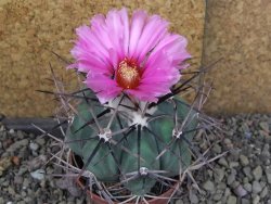 Echinocactus horizonthalonius KKR 81 El Pilar, pot 7 cm