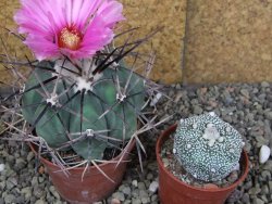 Echinocactus horizonthalonius KKR 81 El Pilar, pot 7 cm - 12408476
