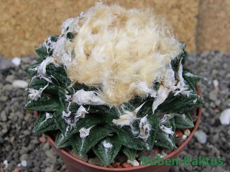 Ariocarpus fissuratus hintonii Matehuala XXL pot 9 cm