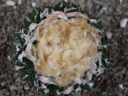 Ariocarpus fissuratus hintonii Matehuala XXL pot 9 cm - 12408485