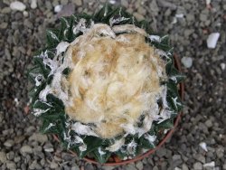 Ariocarpus fissuratus hintonii Matehuala XXL pot 9 cm - 12408486