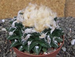 Ariocarpus fissuratus hintonii Matehuala XXL pot 9 cm - 12408488