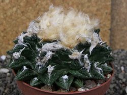 Ariocarpus fissuratus hintonii Matehuala XXL pot 9 cm - 12408489