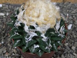 Ariocarpus fissuratus hintonii Matehuala XXL pot 9 cm - 12408490