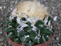 Ariocarpus fissuratus hintonii Matehuala XXL pot 9 cm - 12408491