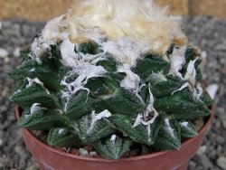 Ariocarpus fissuratus hintonii Matehuala XXL pot 9 cm - 12408492