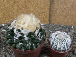Ariocarpus fissuratus hintonii Matehuala XXL pot 9 cm - 12408493