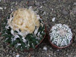Ariocarpus fissuratus hintonii Matehuala XXL pot 9 cm - 12408494