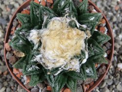 Ariocarpus fissuratus hintonii Matehuala XL pot 8 cm - 12408495