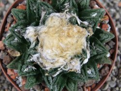 Ariocarpus fissuratus hintonii Matehuala XL pot 8 cm