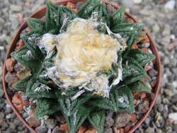 Ariocarpus fissuratus hintonii Matehuala XL pot 8 cm - 12408497