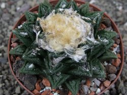 Ariocarpus fissuratus hintonii Matehuala XL pot 8 cm - 12408498