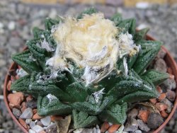 Ariocarpus fissuratus hintonii Matehuala XL pot 8 cm - 12408499