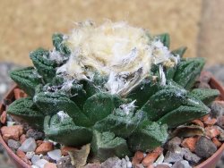 Ariocarpus fissuratus hintonii Matehuala XL pot 8 cm - 12408500