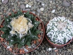 Ariocarpus fissuratus hintonii Matehuala XL pot 8 cm - 12408501
