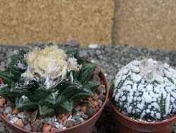 Ariocarpus fissuratus hintonii Matehuala XL pot 8 cm - 12408502