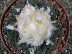 Ariocarpus fissuratus intermedius SB XL pot 9 cm - 12408512