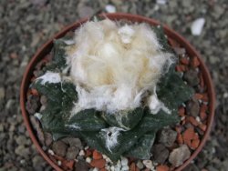 Ariocarpus fissuratus intermedius SB XL pot 9 cm - 12408513