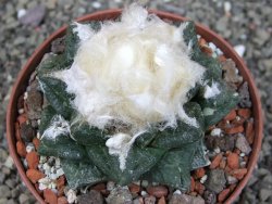 Ariocarpus fissuratus intermedius SB XL pot 9 cm