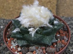 Ariocarpus fissuratus intermedius SB XL pot 9 cm - 12408515