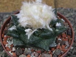 Ariocarpus fissuratus intermedius SB XL pot 9 cm - 12408516