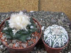 Ariocarpus fissuratus intermedius SB XL pot 9 cm - 12408517