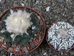 Ariocarpus fissuratus intermedius SB XL pot 9 cm - 12408518