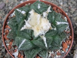 Ariocarpus fissuratus Cuatro Cienegas XL pot 9 cm - 12408521