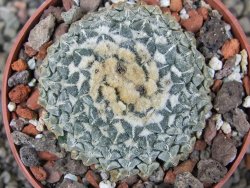 Ariocarpus kotschoubeyanus albiflorus Tula pot 6,5 cm - 12408528