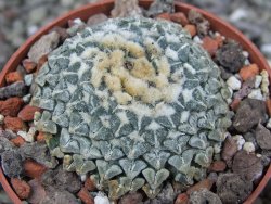 Ariocarpus kotschoubeyanus albiflorus Tula pot 6,5 cm - 12408530