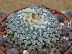 Ariocarpus kotschoubeyanus albiflorus Tula pot 6,5 cm - 12408531