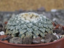 Ariocarpus kotschoubeyanus albiflorus Tula pot 6,5 cm - 12408532