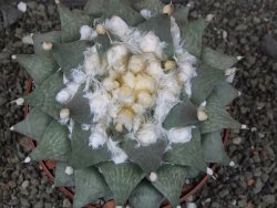 Ariocarpus furfuraceus XXL, květináč 12 cm - 12408539