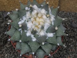 Ariocarpus furfuraceus XXL, květináč 12 cm - 12408540