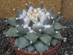 Ariocarpus furfuraceus XXL, květináč 12 cm - 12408541