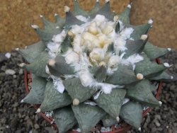 Ariocarpus furfuraceus XXL, květináč 12 cm