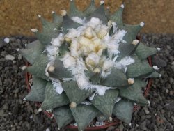 Ariocarpus furfuraceus XXL, květináč 12 cm - 12408543